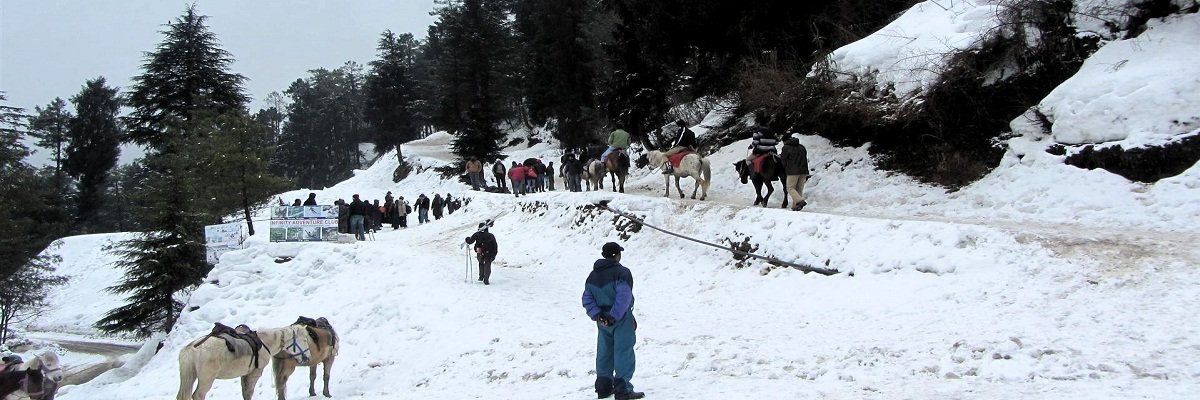 shimla
